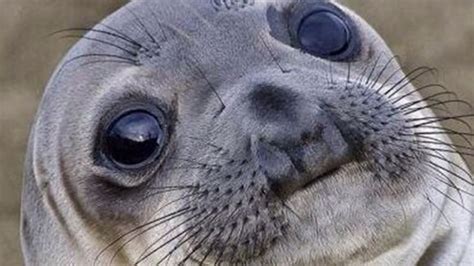 seal meme face|confused seal meme.